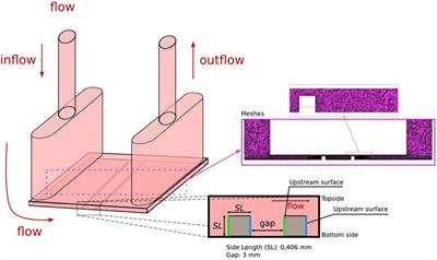 Endothelial Cell Distribution After Flow Exposure With Two Stent Struts Placed in Different Angles